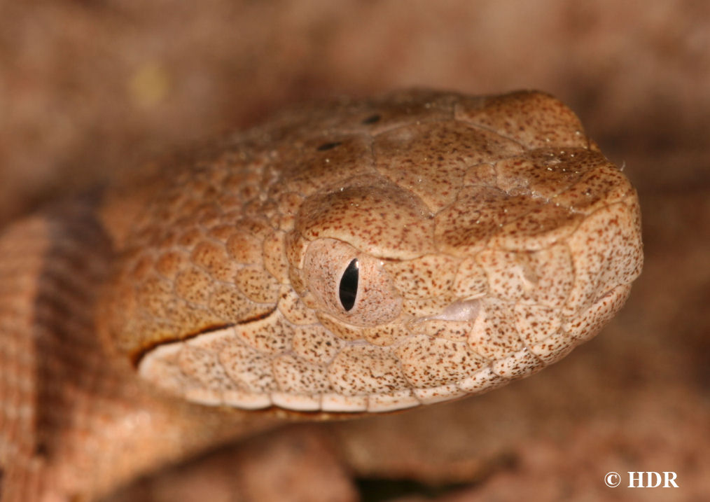 Copperhead face